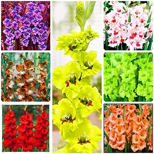 Adatto per piantare bulbi di Gladioli perenni, Fiori recisi luminosi e i、Squisiti e piante Verdi vive-5Bulbi