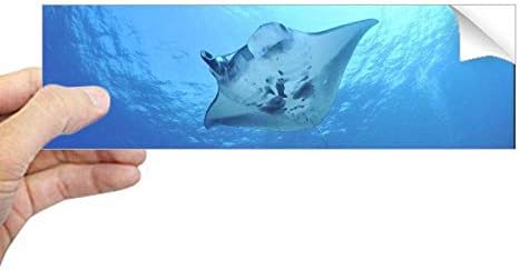 Направи си САМ Мислител Океански Лъч Скейт Наука Изображение на Природата Правоъгълник Стикер Върху Бронята