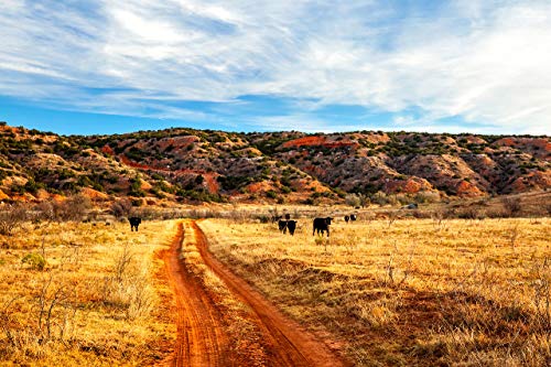 Снимка от Тексас, печат на снимки С Крави В Червено Черен път, Фотография селските райони, Декорация за дома